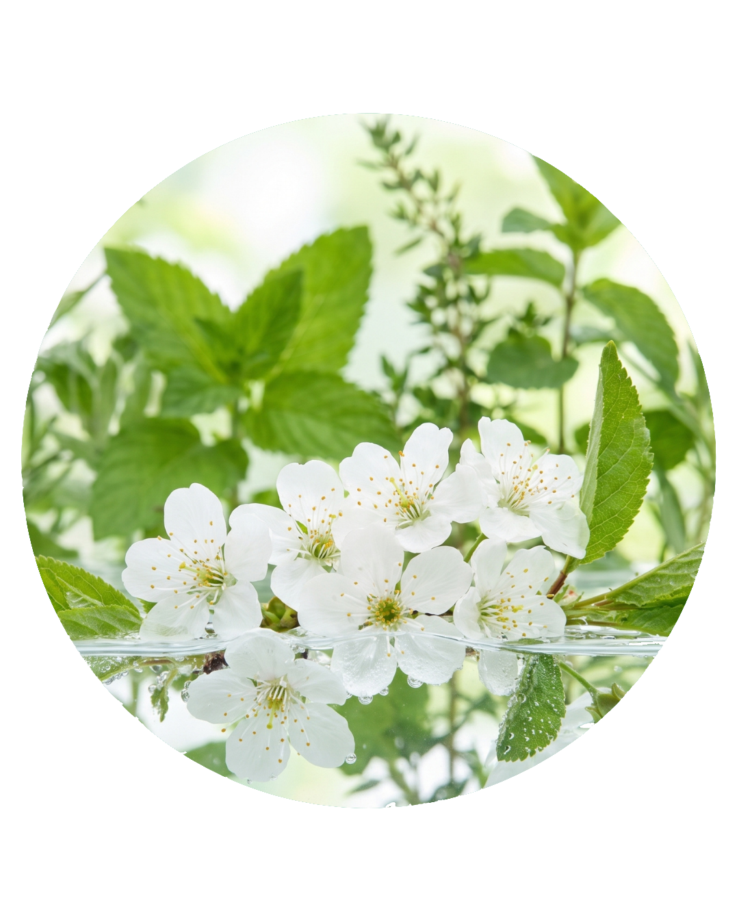 Salicilato de Bencilo (Benzyl Salicylate) — Balsámico Orquídea Floral