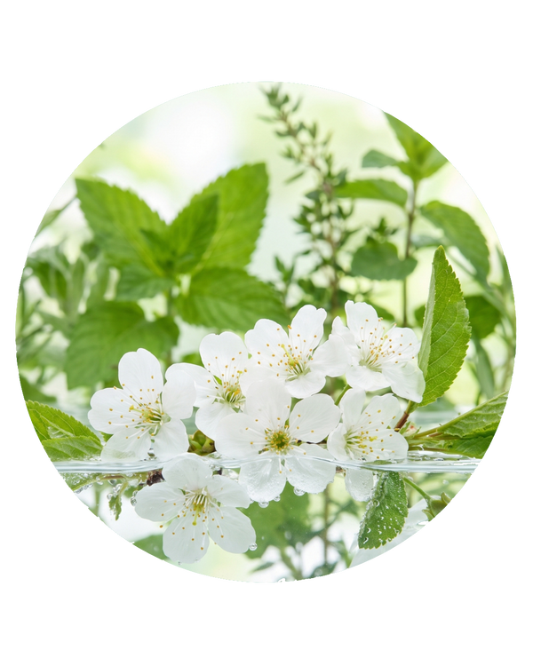 Salicilato de Bencilo (Benzyl Salicylate) — Balsámico Orquídea Floral