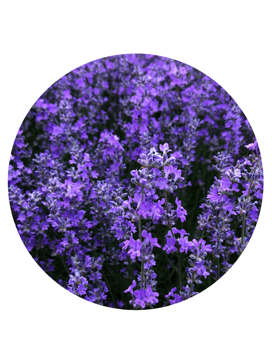 Lavanda | Aceite Esencial | 50ML