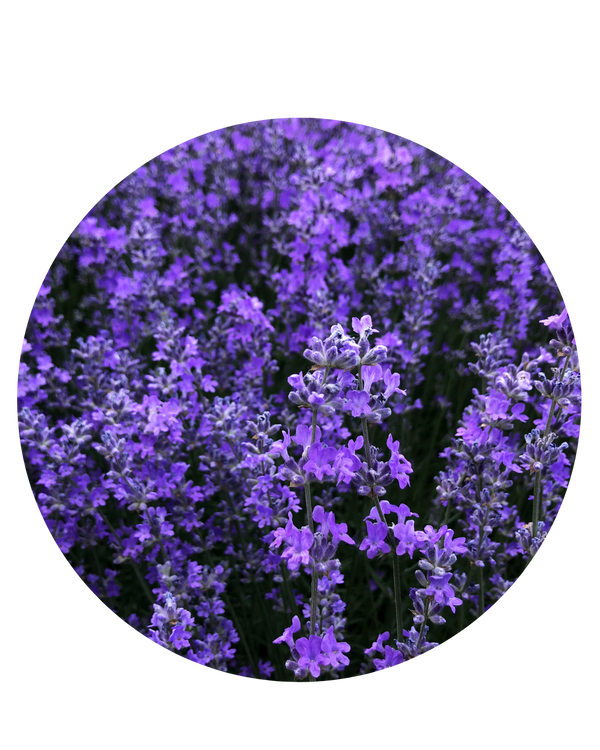 Lavanda | Aceite Esencial de Perfumería | 50ml | Uso en Fragancias
