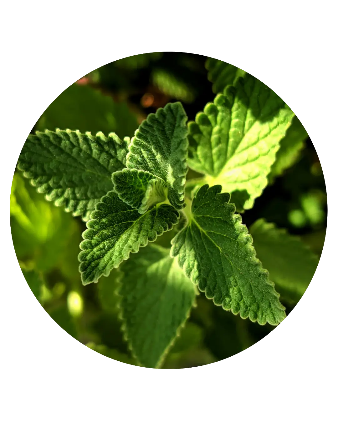 Menta Piperita — Aceite Esencial | Materia Prima de Perfumería | 50ml | 10%