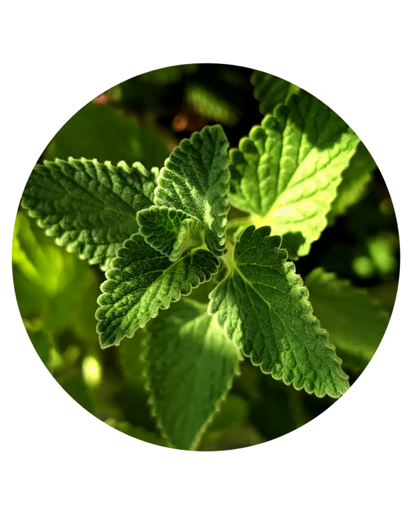 Menta Piperita — Aceite Esencial | Materia Prima de Perfumería | 50ml | 10%