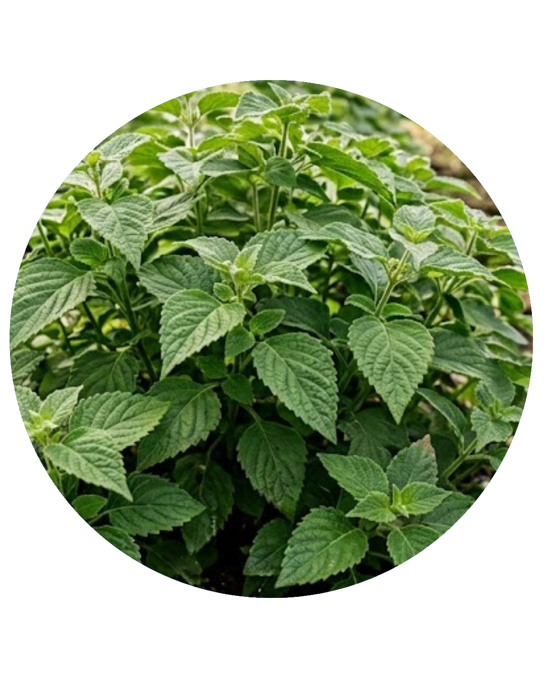 Pachulí — Aceite Esencial Amaderado Terroso