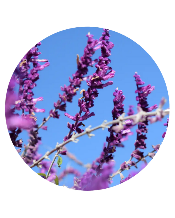 Salvia Esclarea — Aceite Esencial | Materia Prima de Perfumería | 50ml | 10%